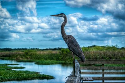 Side view of heron perching on wooden railing