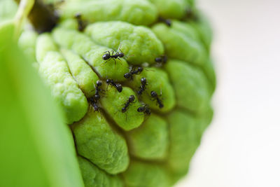 Full frame shot of fruit