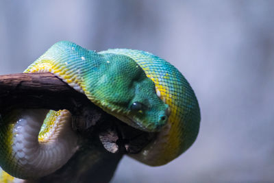 Close-up of snake