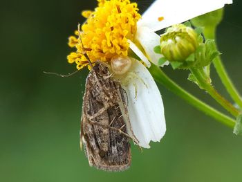 Close-up of insect on flower against blurred background