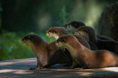 Close-up of seal