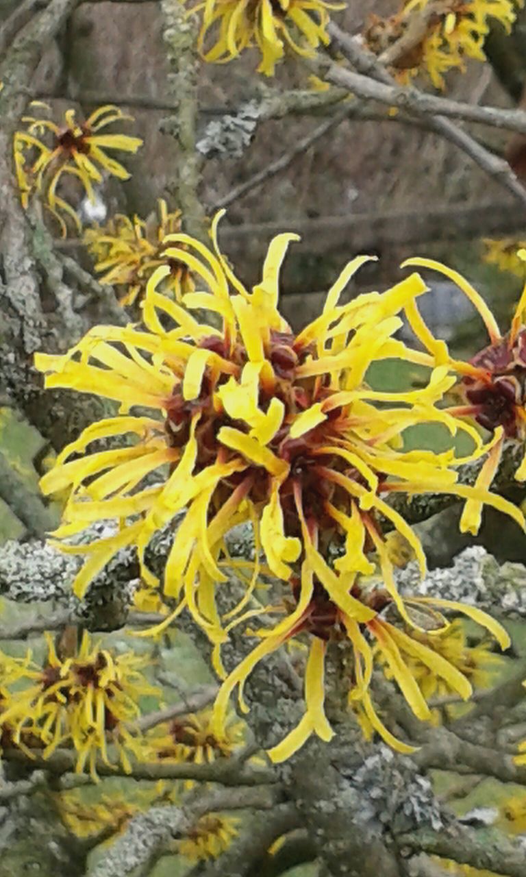 yellow, flower, growth, petal, nature, fragility, close-up, beauty in nature, focus on foreground, plant, freshness, leaf, day, blooming, outdoors, flower head, no people, selective focus, in bloom, park - man made space