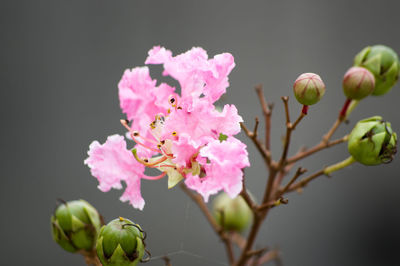 Close-up of pink flowers