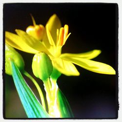 Close-up of flowers over black background