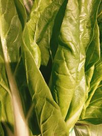 Full frame shot of green leaves