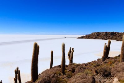 Panoramic view of wooden posts in sea against clear blue sky