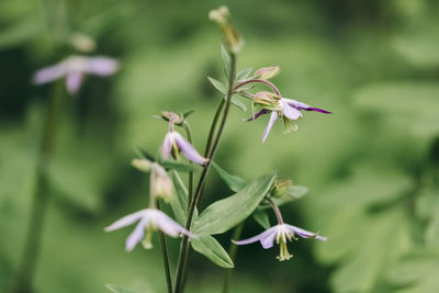 Close-up of purple flowering plant