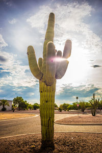 Cactus plant growing on field by road against sky