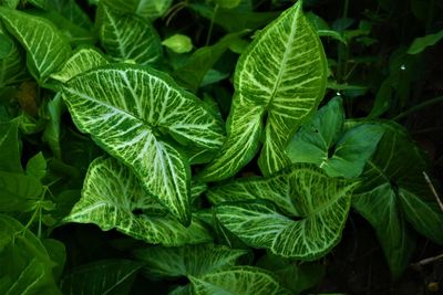 Full frame shot of fresh green leaves