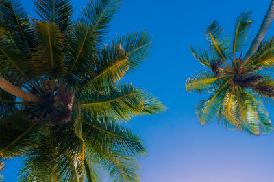 Palm tree view from below, panama 