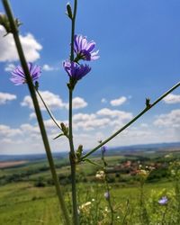 Close-up of purple flowering plant on field against sky