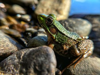 Close-up of lizard