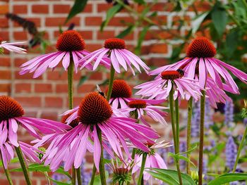 Close-up of pink flower