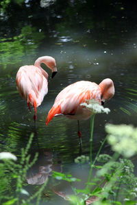 Pink flamingos in lake