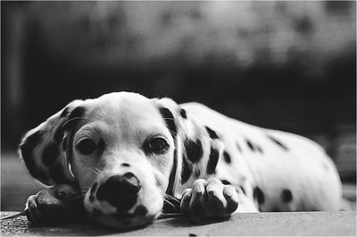 Close-up portrait of dog