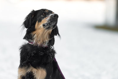 Close-up of a dog looking away