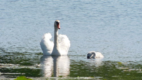 Swans swimming in lake