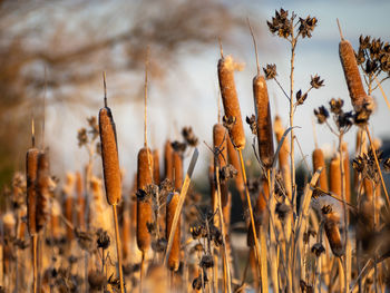 Cattail or bulrush, bathed in golden sunlight, graces at the edge of the water.