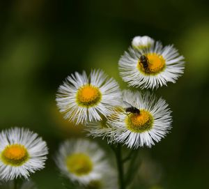 Close-up of flowers