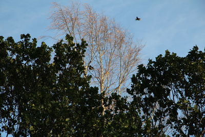 Low angle view of trees against sky