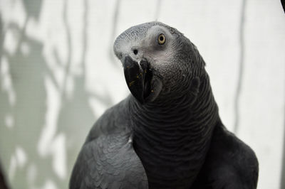 Close-up portrait of a bird