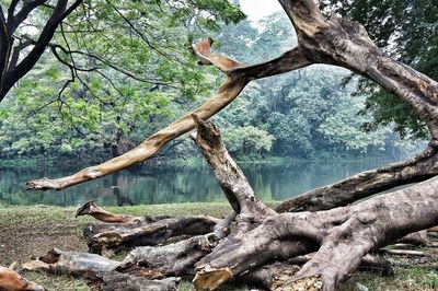 Tree branches over lake