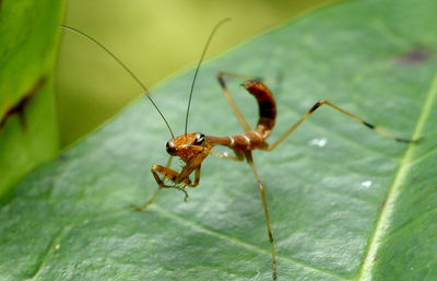 Close-up of insect on leaf