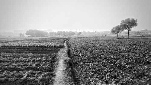 Scenic view of agricultural field against clear sky