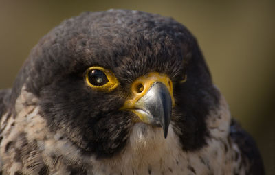 Close-up portrait of owl