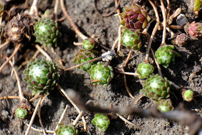 Close-up of fruits growing on field