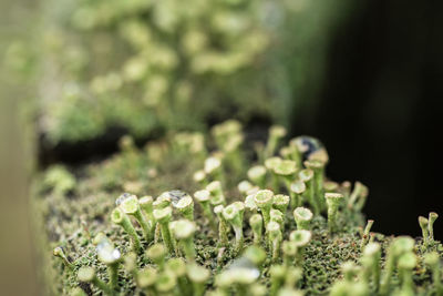 Close-up of flowers blooming outdoors