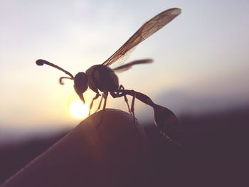 Close-up of insect