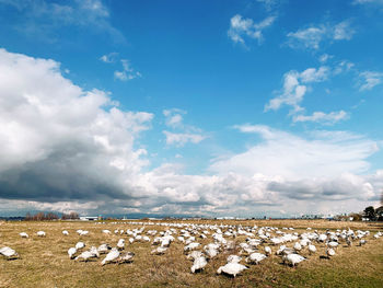 Flock of birds on the land of terra nova rural park