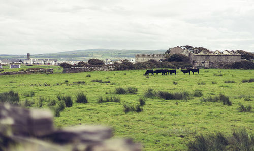 Cows grazing on field against sky