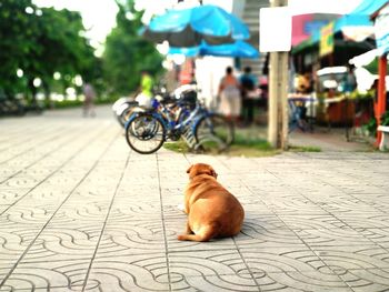 Dog sitting on street