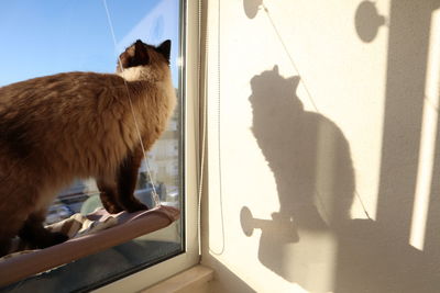 Shadow of cat on glass window