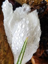 Close-up of wet white flower