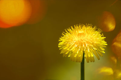 Close-up of dandelion against orange sky