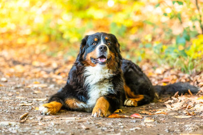 Portrait of dog sitting on autumn leaves