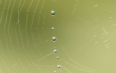 Full frame shot of water drops on spider web