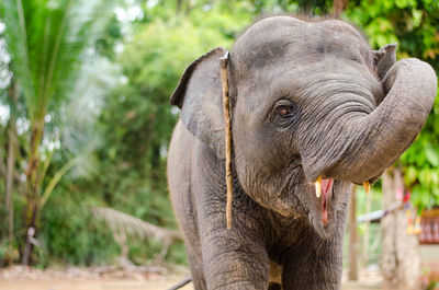 Close-up portrait of elephant