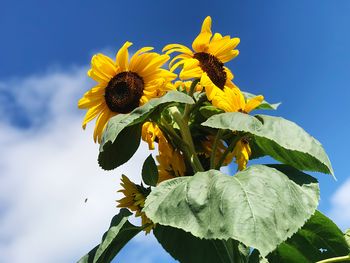 Low angle view of yellow flowers blooming against sky