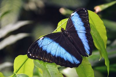 Close-up of butterfly perching on leaf