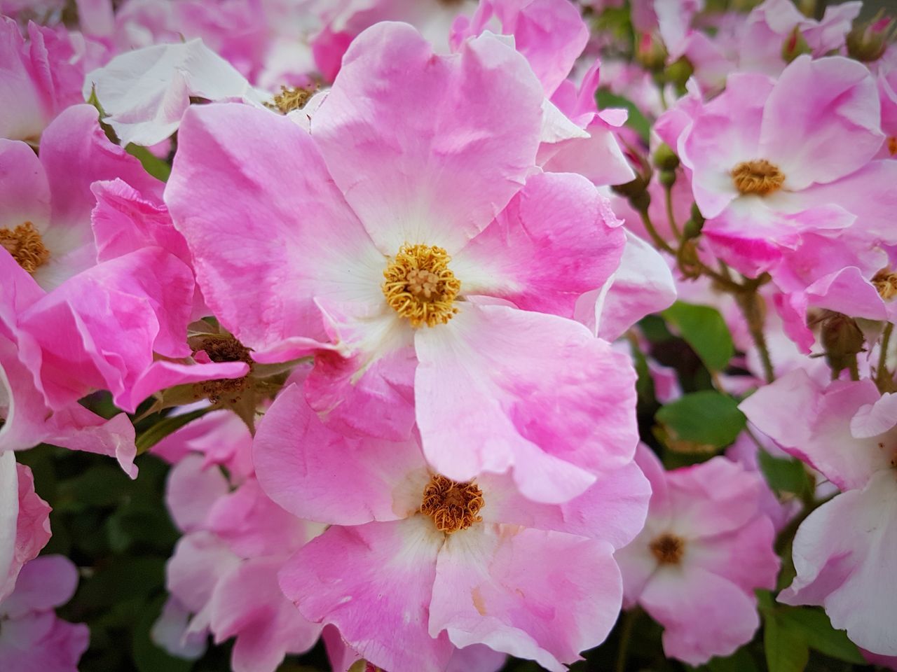 flower, petal, fragility, pink color, flower head, growth, beauty in nature, nature, freshness, no people, pollen, stamen, blossom, springtime, blooming, day, close-up, outdoors, plant