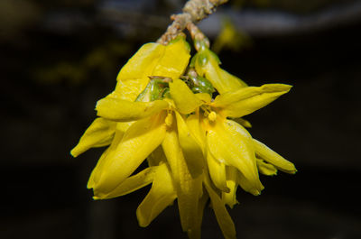 Close-up of yellow flower