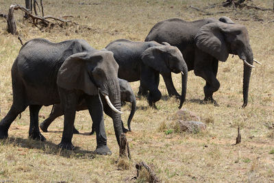 View of elephant on land