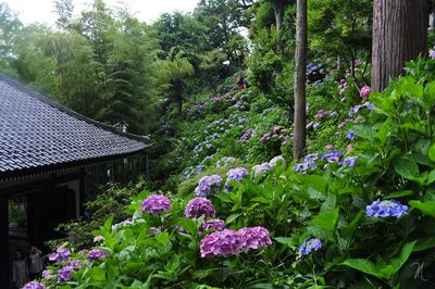 Purple flowering plants and trees by building