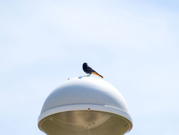 Low angle view of bird perching on airplane against clear sky