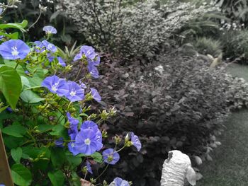 Close-up of purple flowers