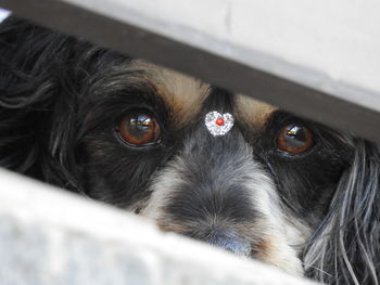 Close-up portrait of black dog